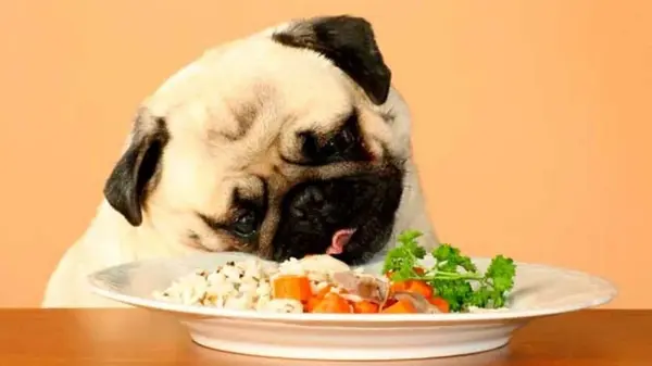 Каша для собак: советы специалистов, какими крупами лучше всего кормить животных