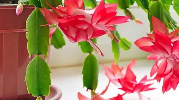 Одну таблетку в горшок — и декабрист будет миловать цветами до самой весны