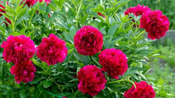 Как ухаживать за пионами зимой: садоводы раскрыли секреты