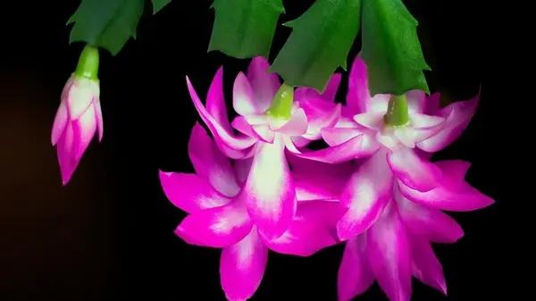 Почему вянет рождественник: садоводы назвали 10 частых ошибок в уходе