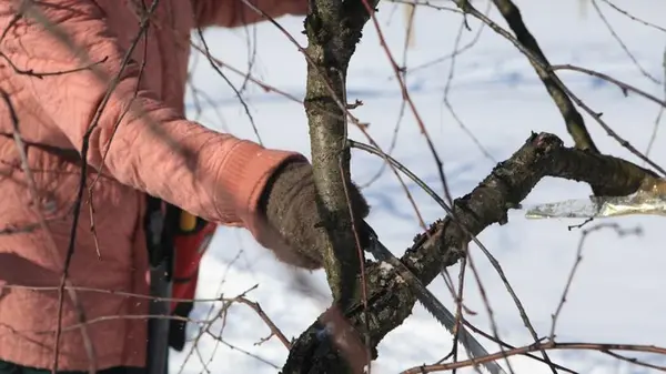 Урожай соберете ведрами, если обрежете вишню зимой таким образом: что нужно сделать