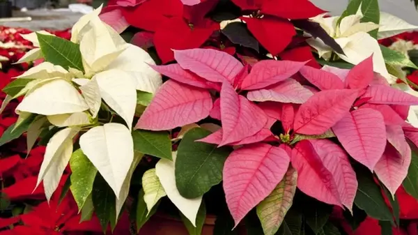 Пуансеттия или молочай-рождественник: чем он может быть опасен