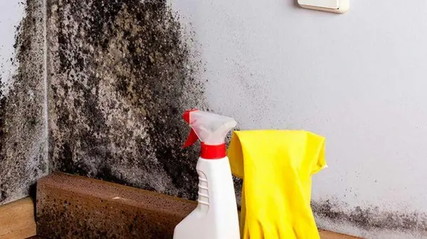 Черная плесень исчезнет навсегда: вот чем нужно ее попшикать