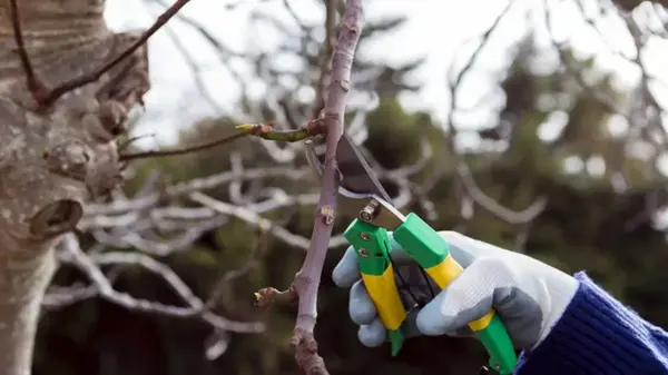 Что нельзя обрезать в декабре: эксперт назвал 5 деревьев