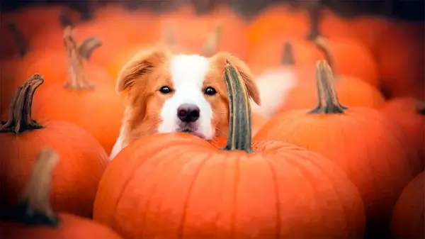 Почему и как нужно давать тыкву собакам: целебные свойства овоща