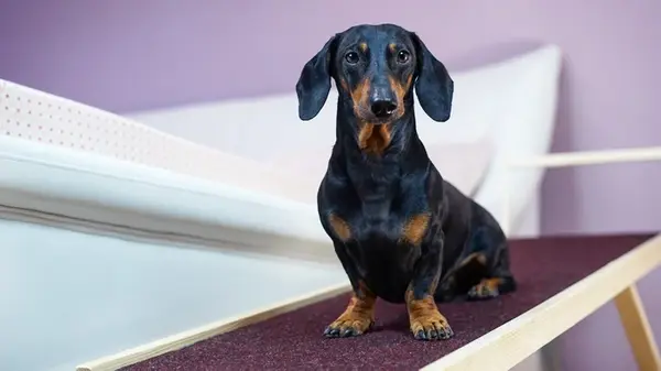 Не для всех: кинолог назвал пять самых сложных пород собак