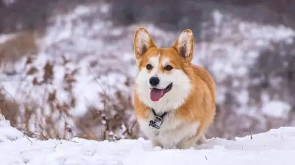 Мороз опаснее, чем кажется: при какой температуре выгул собак может навредить