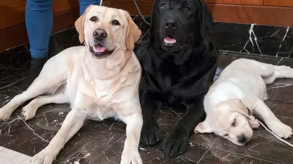 Эти собаки лучше всего приживаются в семье — советы дрессировщика