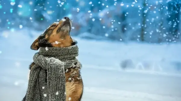 Рождественское лакомство для собак может быть смертельно опасным: что следует знать