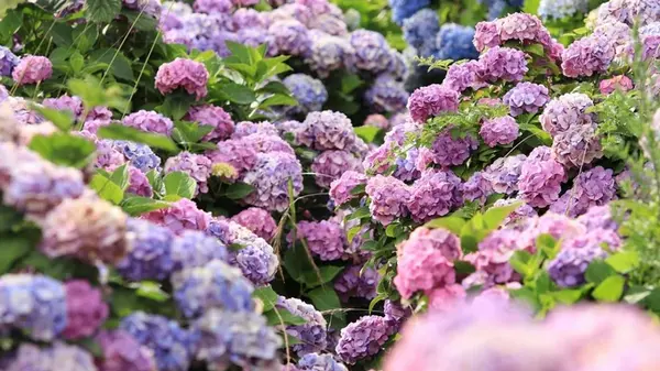 Как обрезать гортензию, чтобы цвела: названа одна ошибка, которой следует избегать