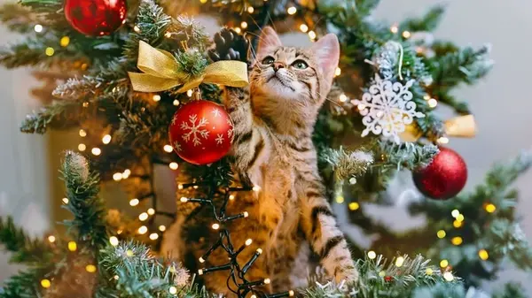 Яркий, мерцающий свет гирлянд может быть вредным: как сделать Рождество комфортным