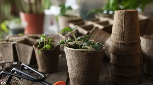 Что посеять в декабре на рассаду, чтобы получить ранний урожай в следующем сезоне