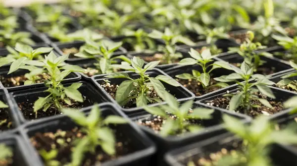 До конца декабря нужно посеять семена 3 овощей: сейчас для них идеальное время