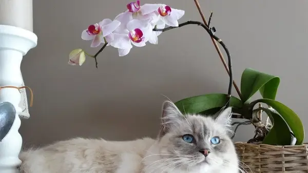 Без этих шагов орхидея не зацветет: как ускорить появление бутонов