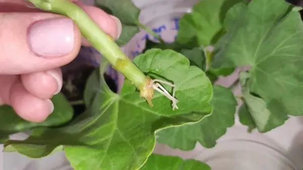 Как размножать герань: метод «в пакете» без полива и лишних хлопот