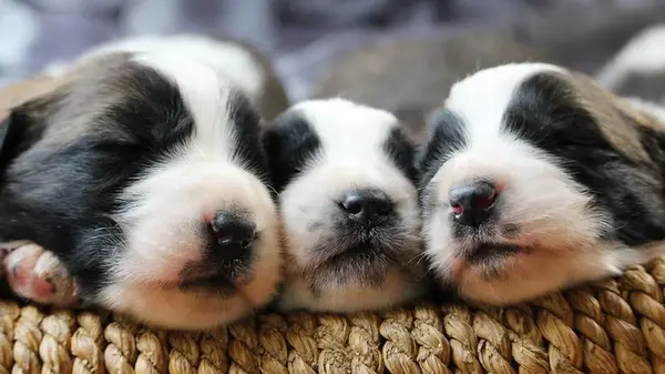 Не говорите щенкам «нет»: кинолог объяснила главную ошибку владельцев собак