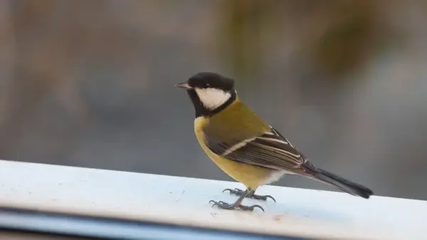 Что значит, когда птица садится на ваш подоконник — приметы, которые должен знать каждый