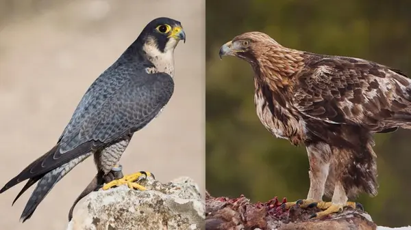 Свыше 300 км/ч в воздухе: какие птицы самые быстрые в мире