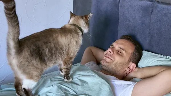 Как отучить кота выпрашивать еду ночью: 8 способов, одобренных ветеринаром