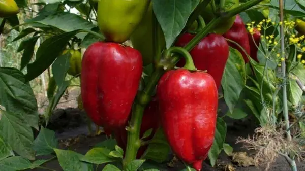 Лучшие сорта раннего перца: быстро растут, имеют большие мясистые плоды и устойчивы к болезням