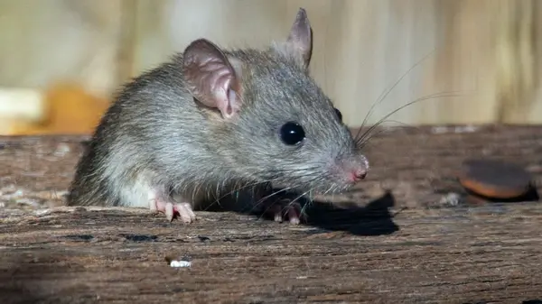 Мыши убегут за считанные минуты: простой лайфхак с уксусом очистит гараж и погреб без ловушек