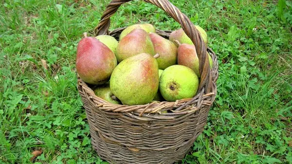 Как вырастить грушевое дерево в помещении: эксперты раскрыли секрет сладких плодов