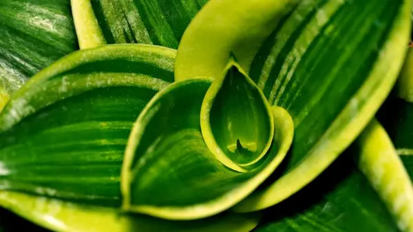 Новый горшок — долгая жизнь: когда можно пересаживать тещин язык