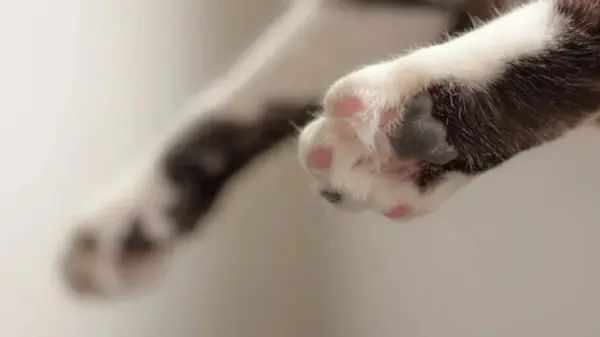 Почему кот нападает на ноги: что скрывает поведение вашего мурчика