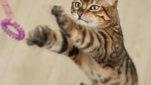 Никогда не дадут вам заскучать: 9 самых активных пород кошек