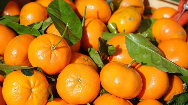 Клементины против апельсинов: диетологи объяснили, какой фрукт полезнее