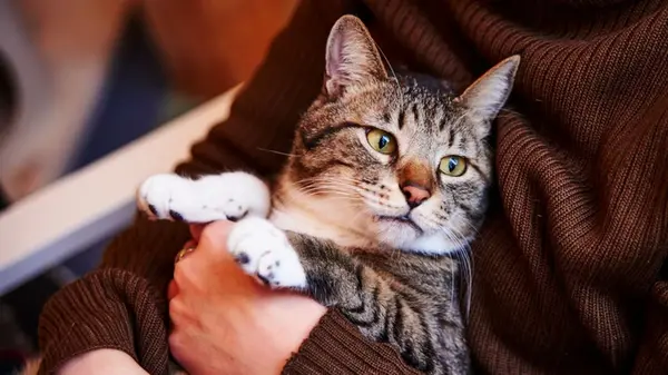 Люди, родившиеся в эти месяцы, умеют понимать животных без слов