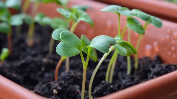 7 овощей, которые можно сажать в январе: советы экспертов для раннего урожая