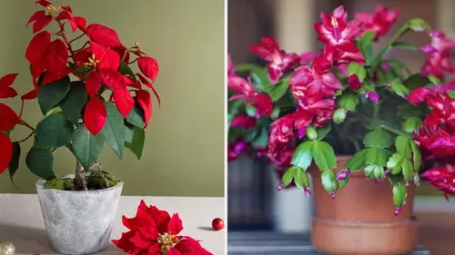 Если не хватает красок: какие цветы цветут зимой на подоконнике