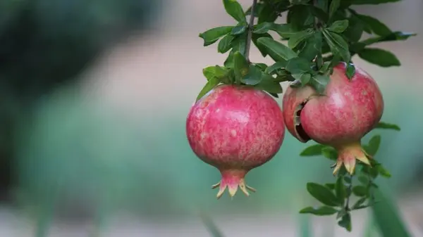 Вырастить гранатовое дерево можно у себя дома: эксперты рассказали, как именно