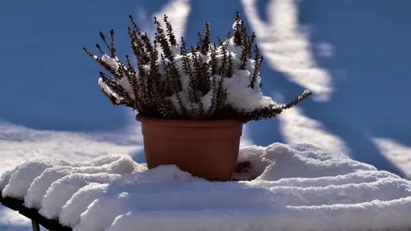 Как защитить сад от непогоды: 10 действий, которые советуют сделать немедленно