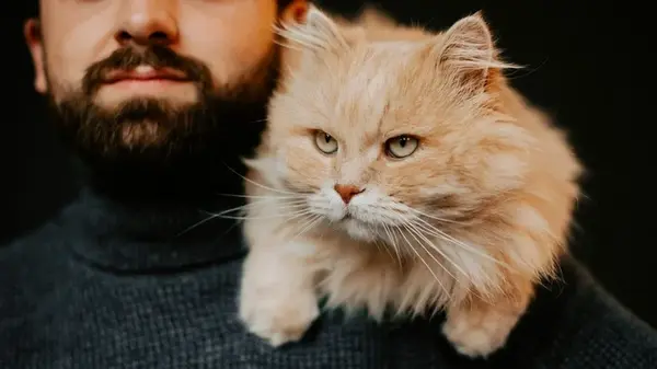 Вы удивитесь, как долго кошки помнят своих хозяев — мнение экспертов