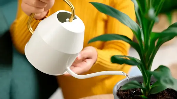 Полив может навредить: садоводы объяснили, когда растения лучше не трогать