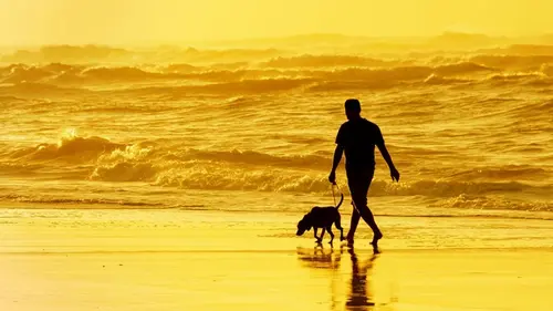 Какие собаки имеют самую прочную связь со своими хозяевами: ветеринары назвали 11 пород