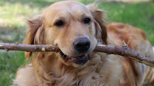 Правда ли, что 1 год жизни собаки равен 7 у человека: ученые проверили и вот что выяснили