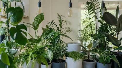 Как ухаживать за комнатными растениями зимой: 7 простых простых шагов от экспертов