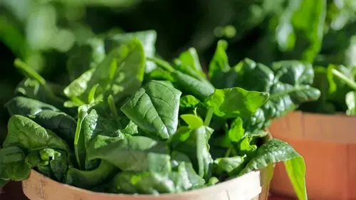 Как приготовить шпинат на пару, чтобы сохранить его максимальную пользу и вкус