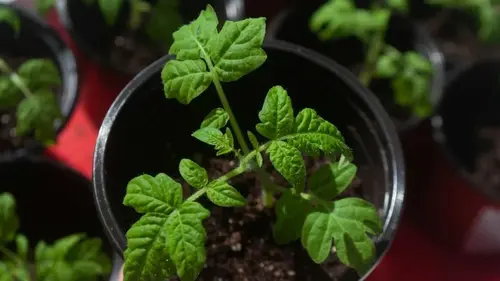 Не стоит ждать весны: посейте эти помидоры в феврале — и они будут плодоносить до самой осени