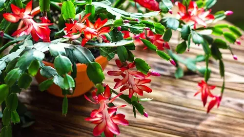 Как «разбудить» рождественский кактус после зимних праздников, чтобы он снова зацвел