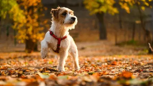 Что делать, если собака боится улицы: кинолог рассказала, как себя вести