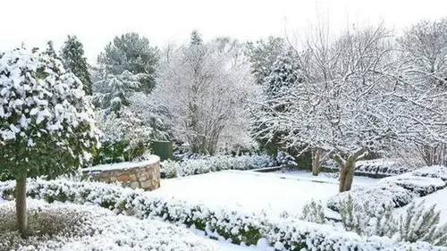 Как спасти сад от вреда соли, которой посыпают дорожки