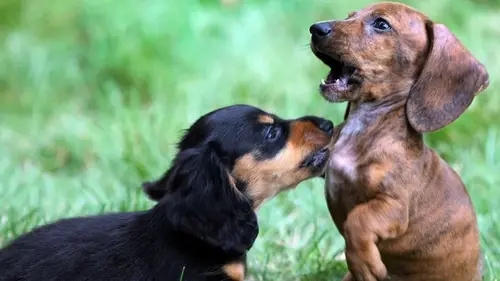 Ветеринар назвал 5 популярных пород собак, которых сам никогда бы не завел