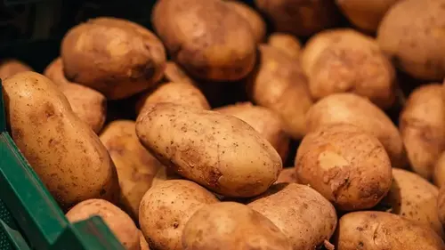 Как хранить картофель, чтобы не увядал и не гнил до самого лета: действенные методы