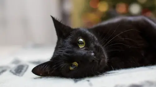 Как ведут себя кошки, когда чувствуют, что дом придет беда: народные приметы