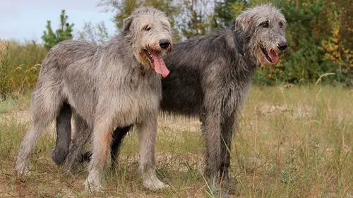 Кто сильнее — волкодав или обычная собака: как появились «убицы волков»
