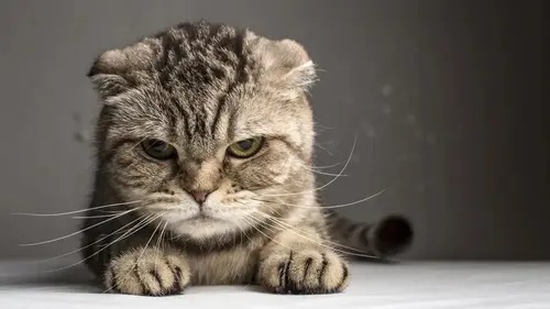 Ветеринары назвали 6 неожиданных вещей, которые безумно раздражают котов